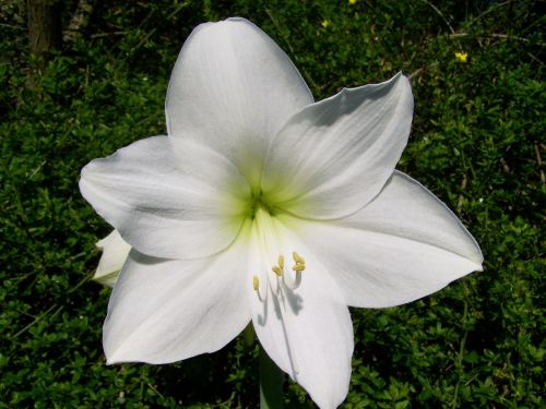 amaryllis white flower potted plant