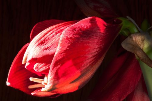 amaryllis red flowers