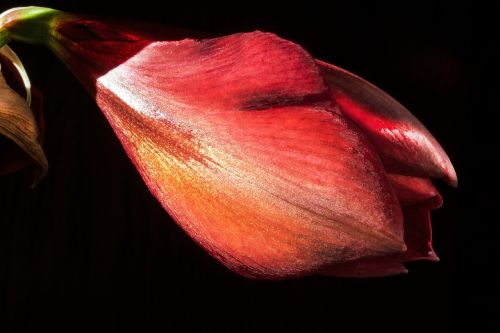 amaryllis red flowers