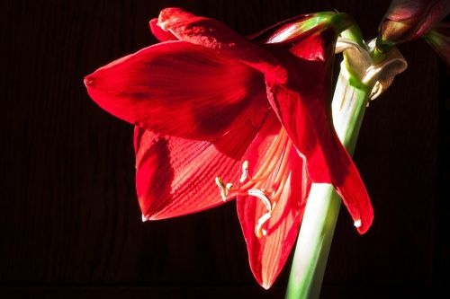 amaryllis red flowers