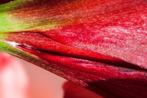 amaryllis red flowers