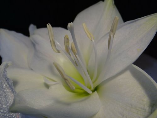 amaryllis amaryllis plant white