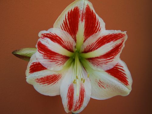 amaryllis red-and-white flowers bulbous plant