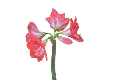 amaryllis flower plant