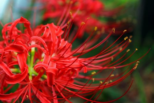 amaryllis flowers plant