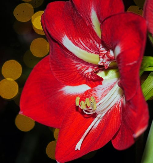 amaryllis christmas christmas flower