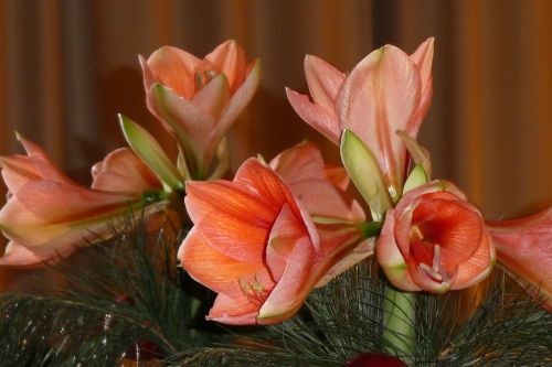 amaryllis mirroring flowers