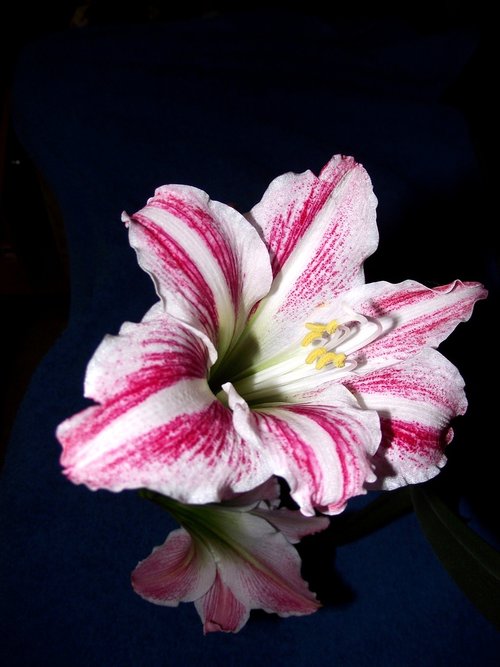 amaryllis  flower  blooming