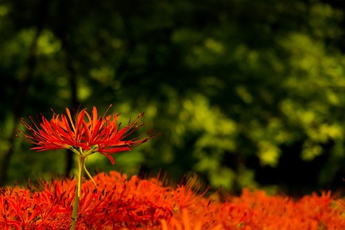 amaryllis  flowers  autumn flowers