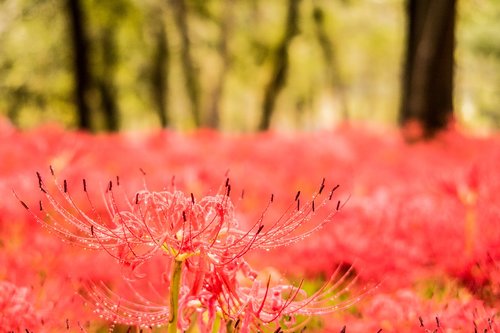 amaryllis  flowers  autumn flowers