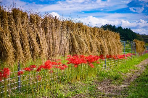 amaryllis  flowers  plant