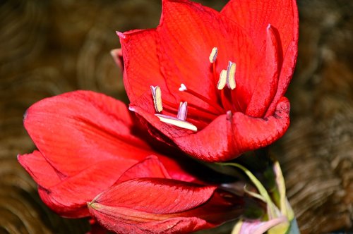 amaryllis  amaryllis plant  blossom