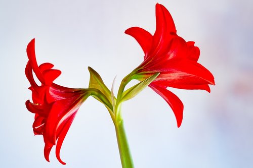 amaryllis  nature  plant