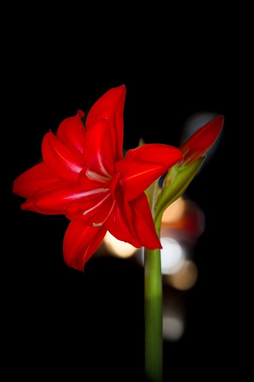 amaryllis  nature  plant