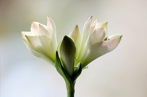 amaryllis  blossom  bloom