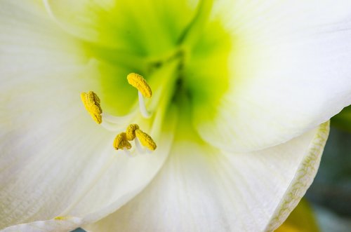 amaryllis  blossom  bloom