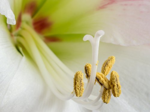 amaryllis  early  stamens