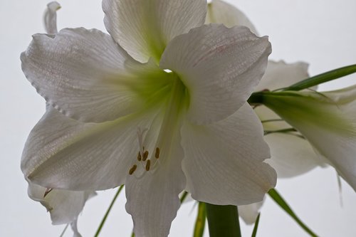 amaryllis  flower  white