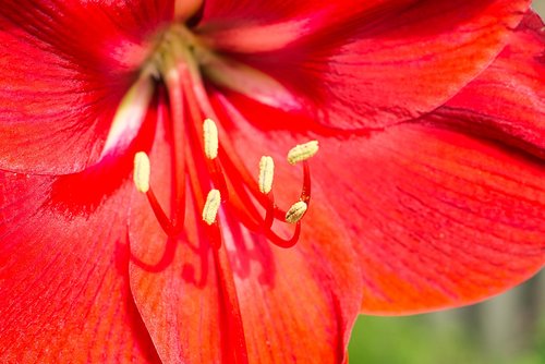 amaryllis  red  close up