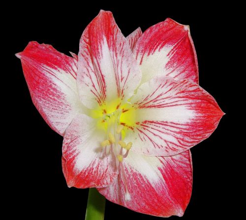 amaryllis amaryllidaceae flowers