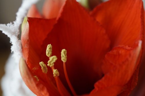 amaryllis flower red