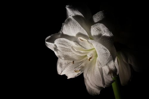 amaryllis flower close