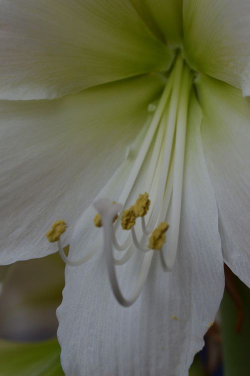 amaryllis flower white