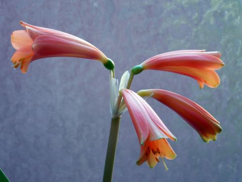 amaryllis blossom bloom