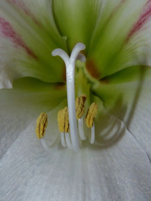 amaryllis flower plant