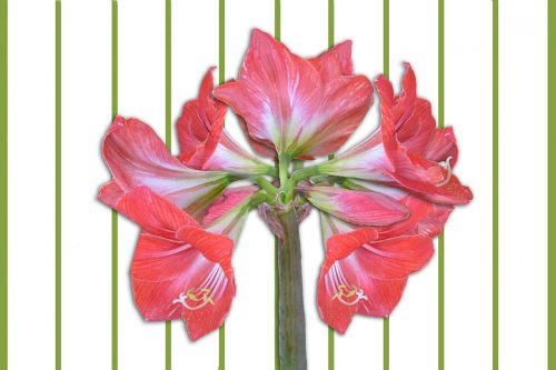 amaryllis flowers amaryllis plant