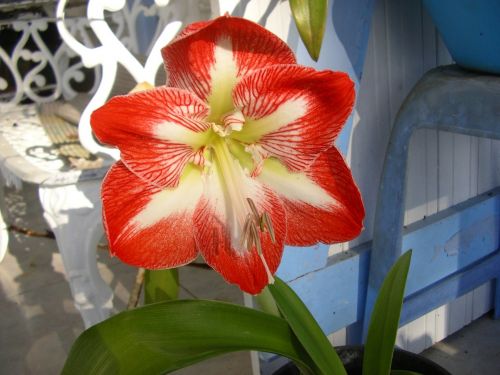 amaryllis flower martinique