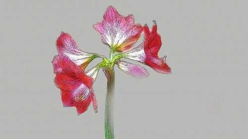 amaryllis flower plant