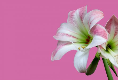 Amaryllis Flower Pink
