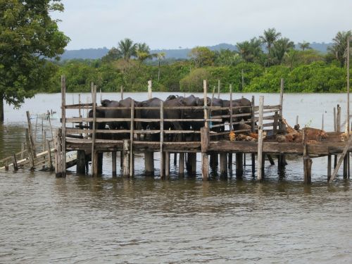 amazon water buffalo brazil