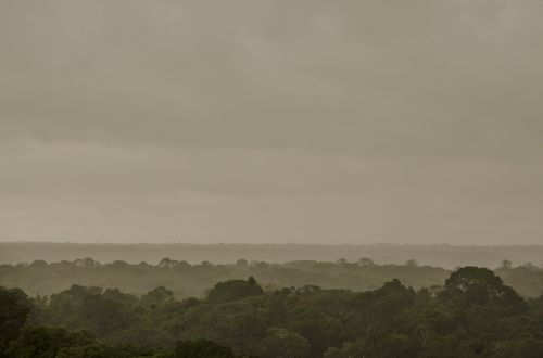 amazon forest flora