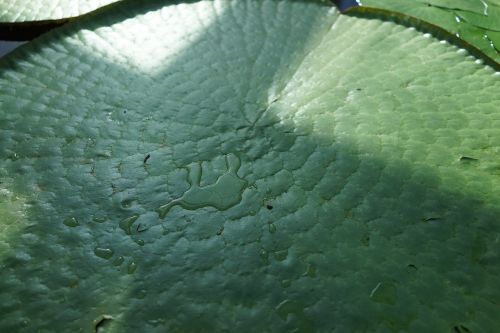 amazon giant water lily leaves australia botanic
