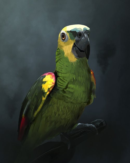 amazon parrot  bird  portrait