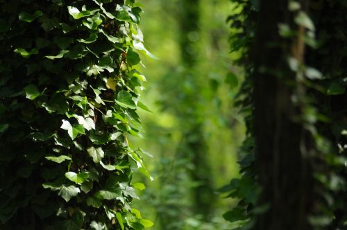 amber wood forest