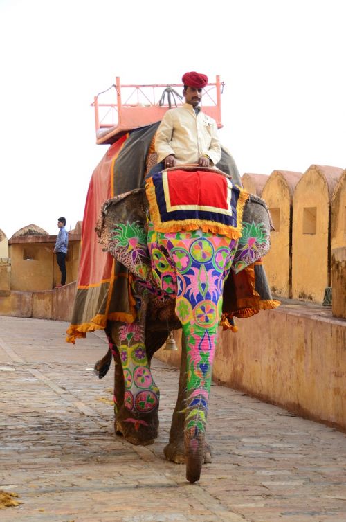 amber palace india elephant
