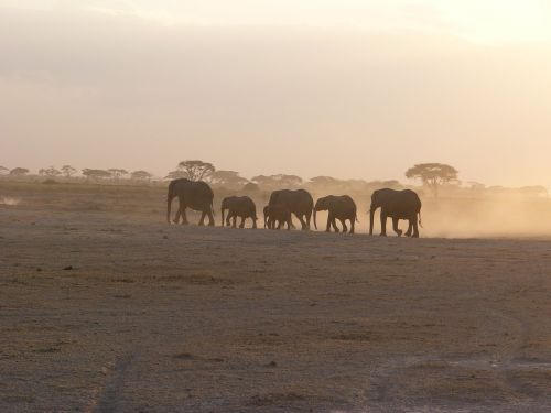 amboseli elephant dust