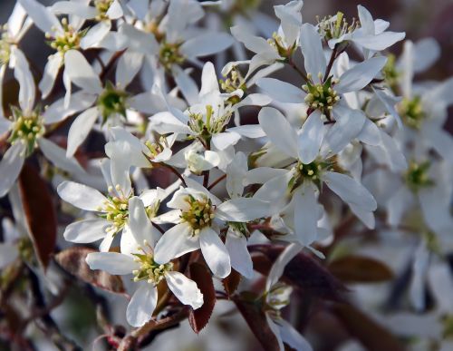 amelanchier white flowers spring