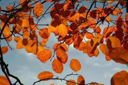 amelanchier leaves autumn