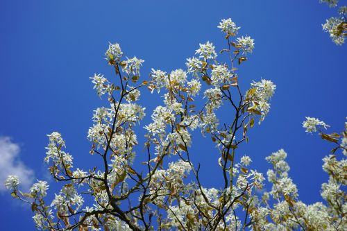 amelanchier flowers white