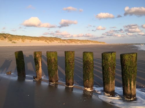 ameland beach dog