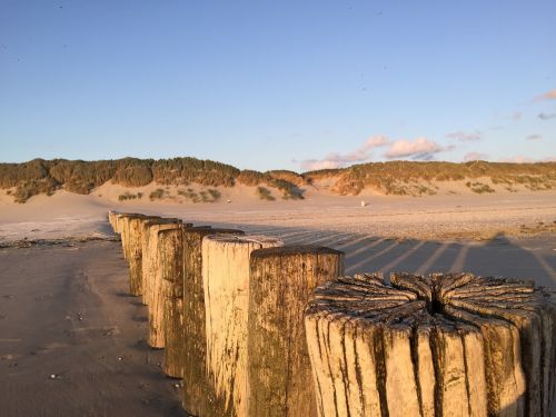 ameland beach dog