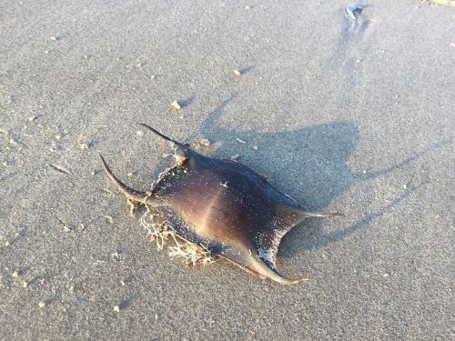 ameland beach holiday