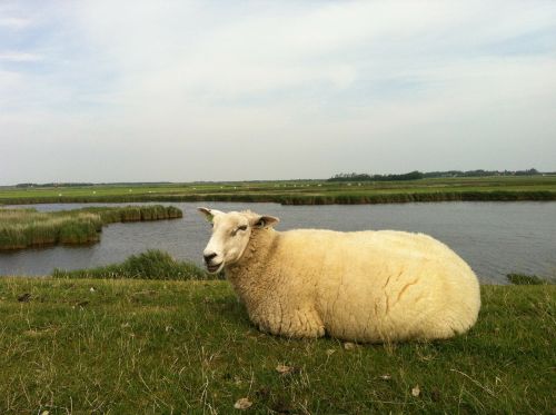ameland little sheep island