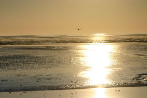 ameland beach island