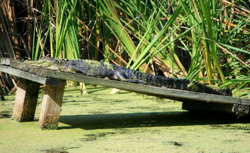 american alligator reptile crocodilian