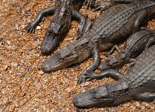 american alligators alligators danger
